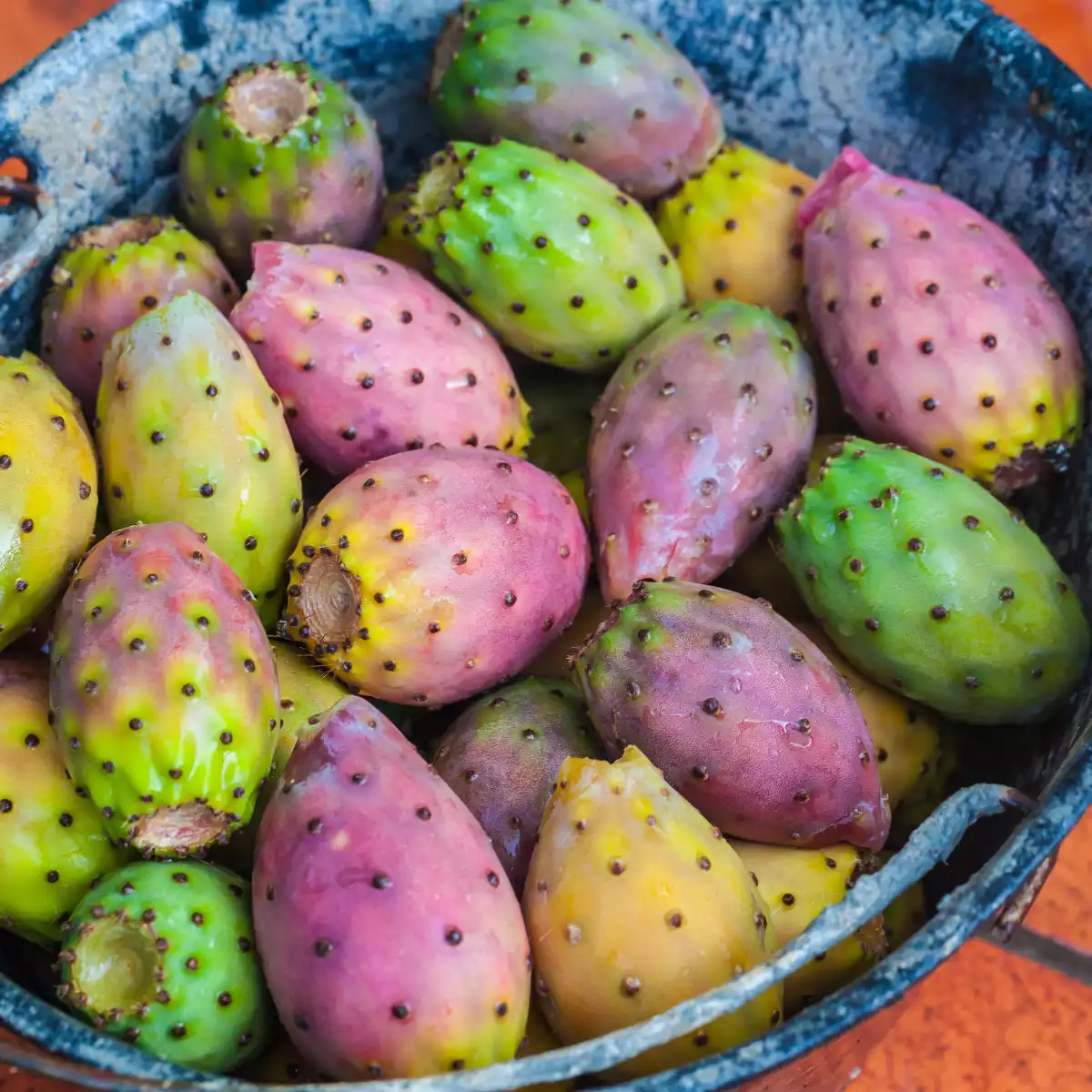Organic prickly pear oil from Morocco