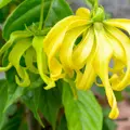 100% prírodný esenciálny olej Ylang-Ylang 5ml