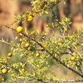 arganovy olej z plodov argania spinosa