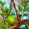 arganový olej z plodov argania spinosa