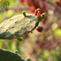 prickly pear oil against wrinkles