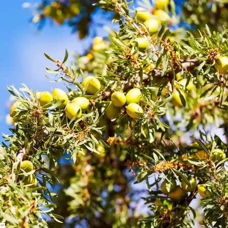 argan oil from Morocco